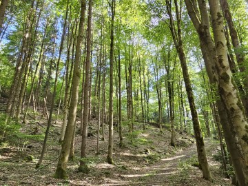 Wooded area